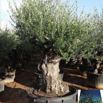 grote-oude-olijfboom-125-jaar