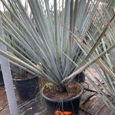 yucca-gloriosa-lonestar