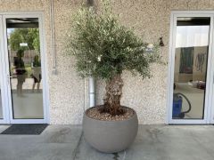 Olijfboom in sierpot zwart