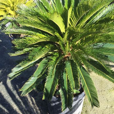 middelgrote-cycas-revoluta