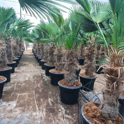 trachycarpus-wagnerianus