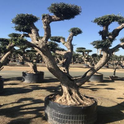 zeer grote bonsai olijfboom