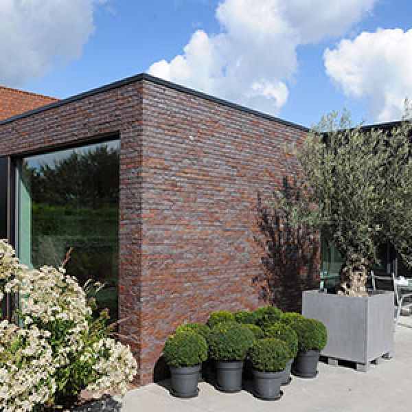 oude-olijfboom-in-sierpot