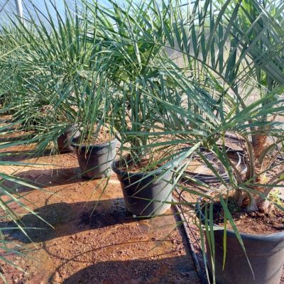 butia-capitata-geleipalm