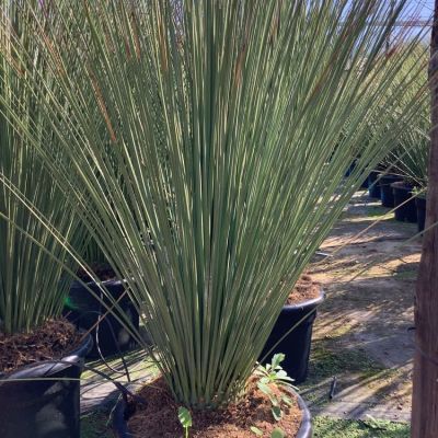 yucca-gloriosa-lonestar