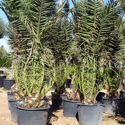 canarische-dadelpalm-phoenix-canaeriensis