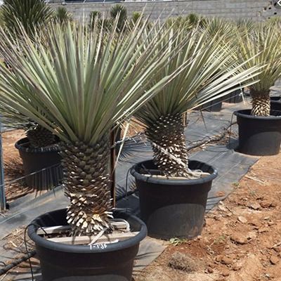 yucca-rigida-winterhard