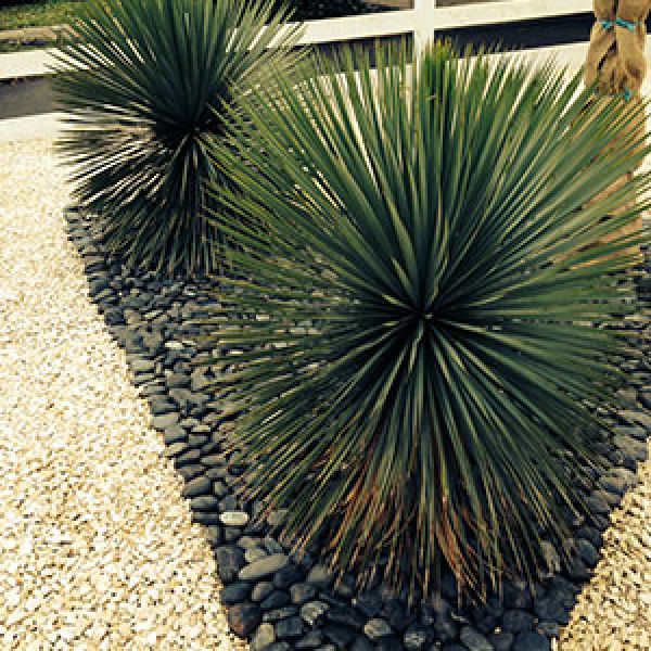 yucca-rostatra-voortuin