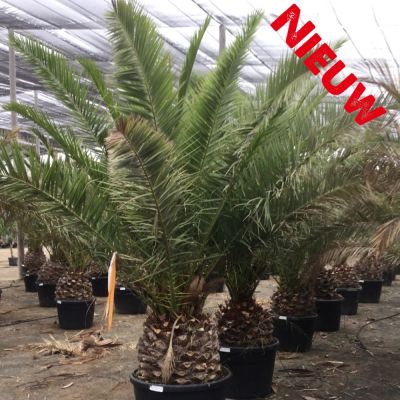canarische-dadelpalm-phoenix-canaeriensis