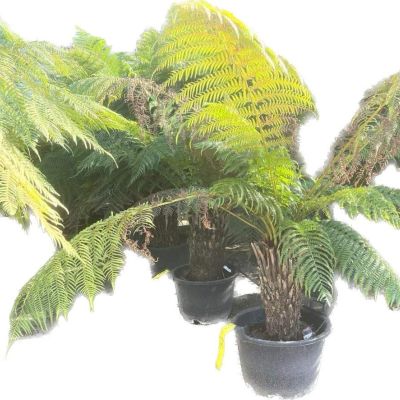 Boomvaren dicksonia antartica