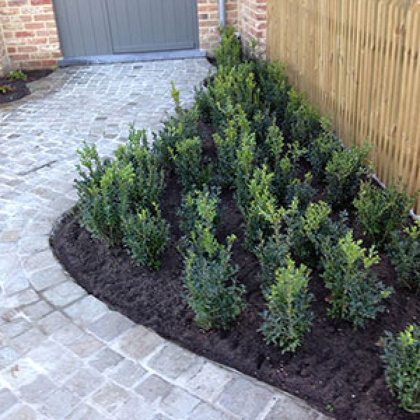buxus