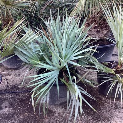 canarische-dadelpalm-phoenix-canaeriensis