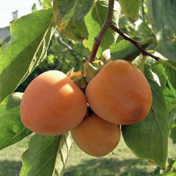 mediterrane-fruitbomen