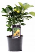 Mini lemon tree