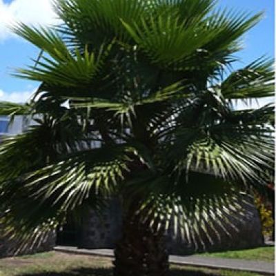 grote-washingtonia-robusta