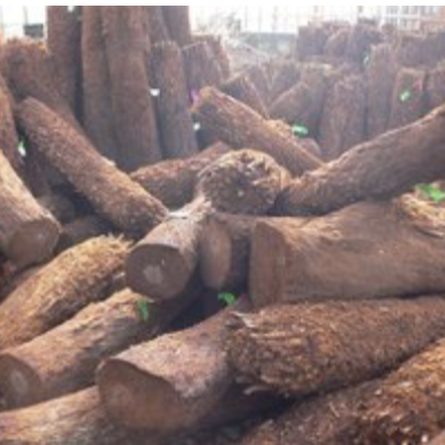 Boomvaren dicksonia antartica