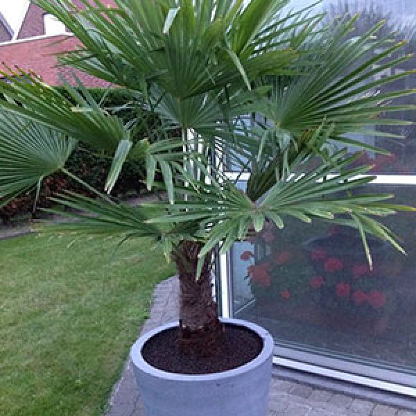 palmboom-fiberstone-pot-rond