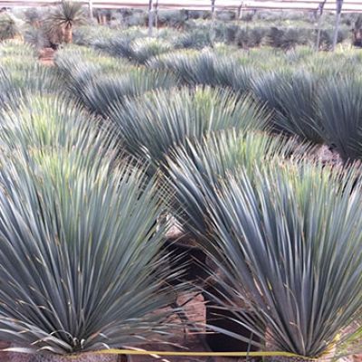 yucca-rostrata