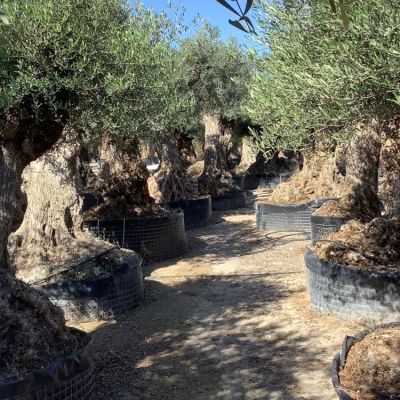 grote-oude-olijfboom-zeer-dikke-stam