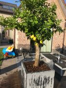 citroenboom in sierpot grijs