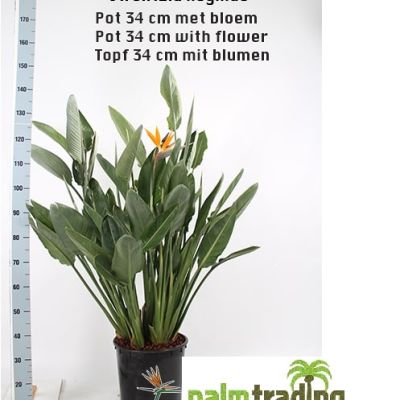 Paradijsvogelbloem strelitzia reginiea oranje