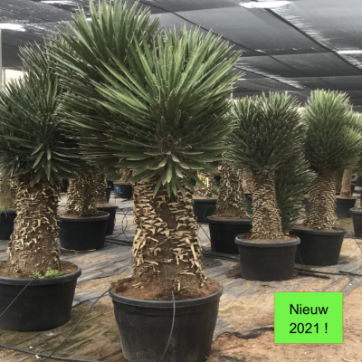 yucca-australis-filifera-winterhard